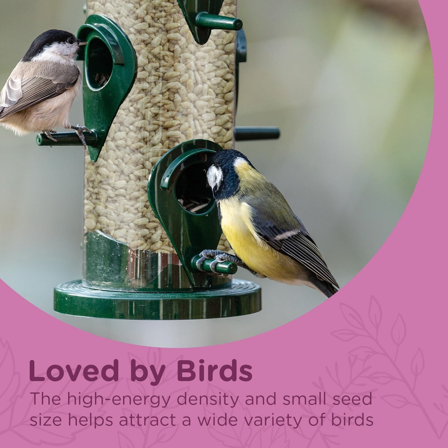 Extra Select Sunflower Hearts Bird Food - Husk-Free, Oil Rich, High Energy Wild Bird Seed for Year Round Feeding - 3 Litre Bucket