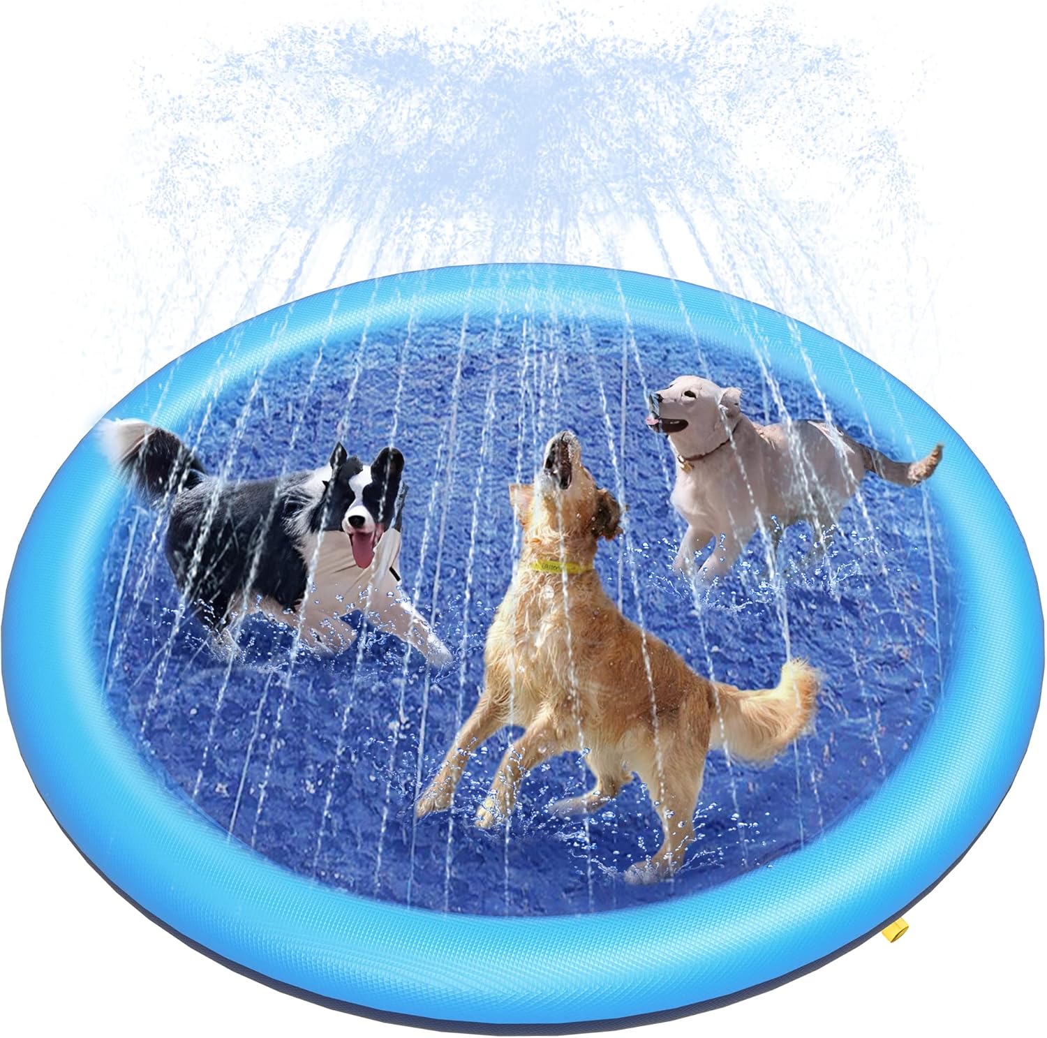 Summer Dog Pool