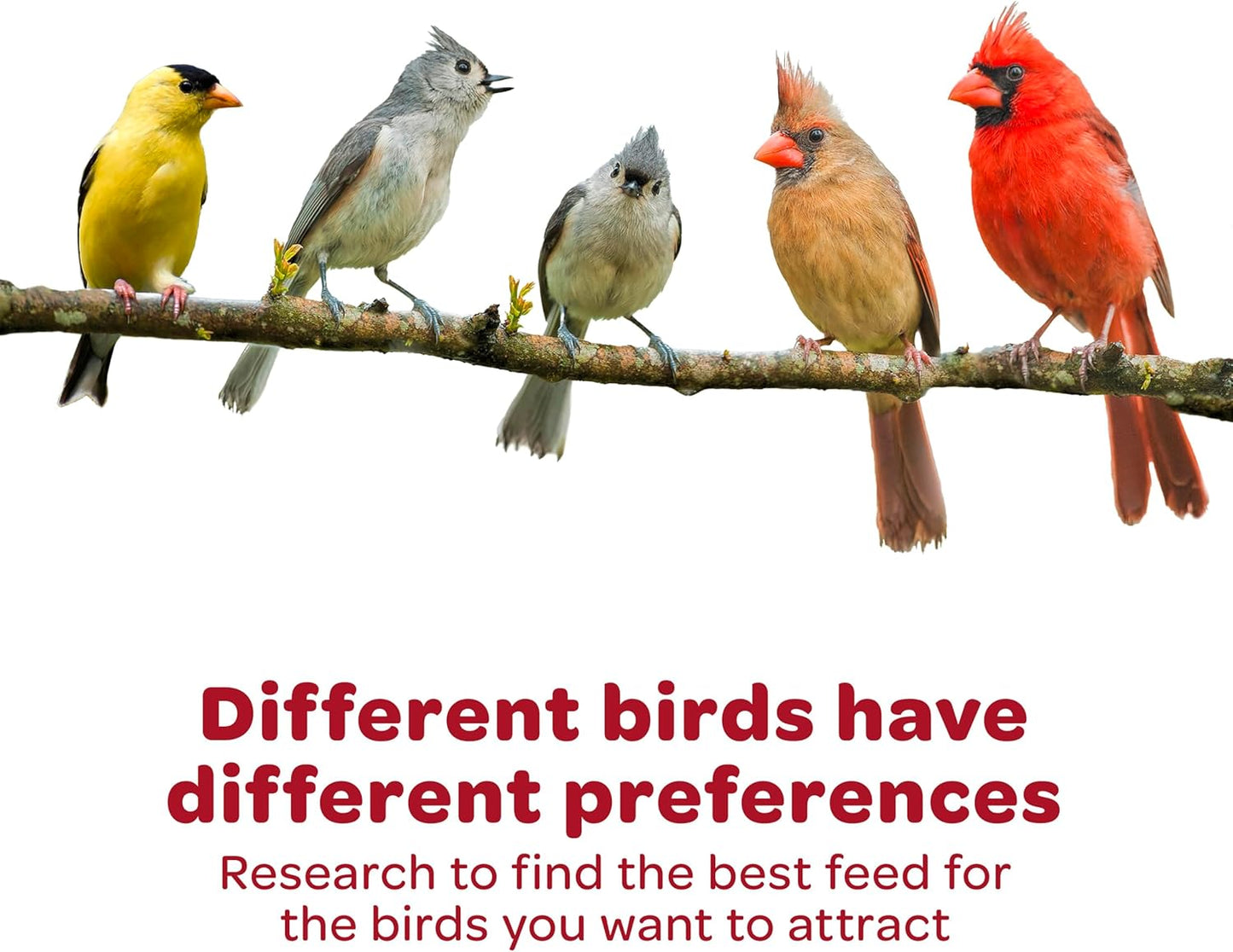 Kaytee All American Wild Bird Food Seed Blend, 5 Pound