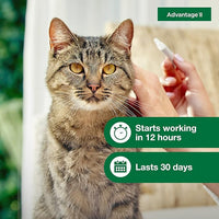 Advantage II Large Cat Vet-Recommended Flea Treatment & Prevention | Cats Over 9 lbs. | 1-Month Supply
